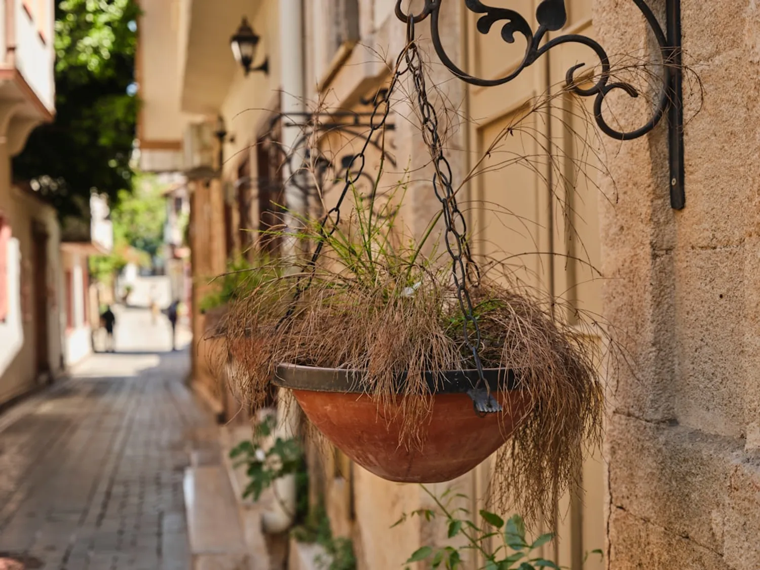 Elevate Your Space with Hanging Plant Arrangements Photo