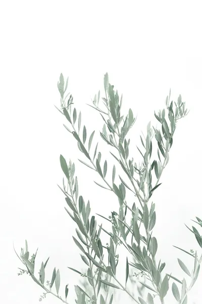 How to Use Artificial Olive Trees in Your Home DecorIllustration