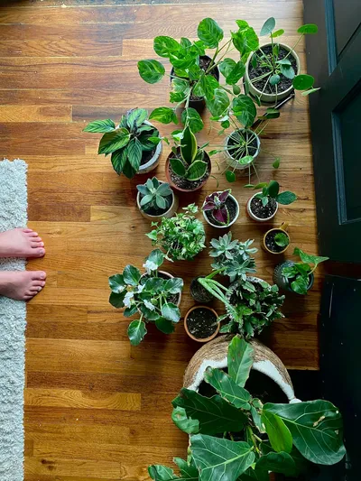 Maximizing Indoor Air Quality with Houseplants: A Green ApproachIllustration