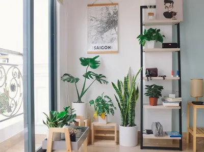 Choosing the Right Planter for Your Indoor GreeneryIllustration