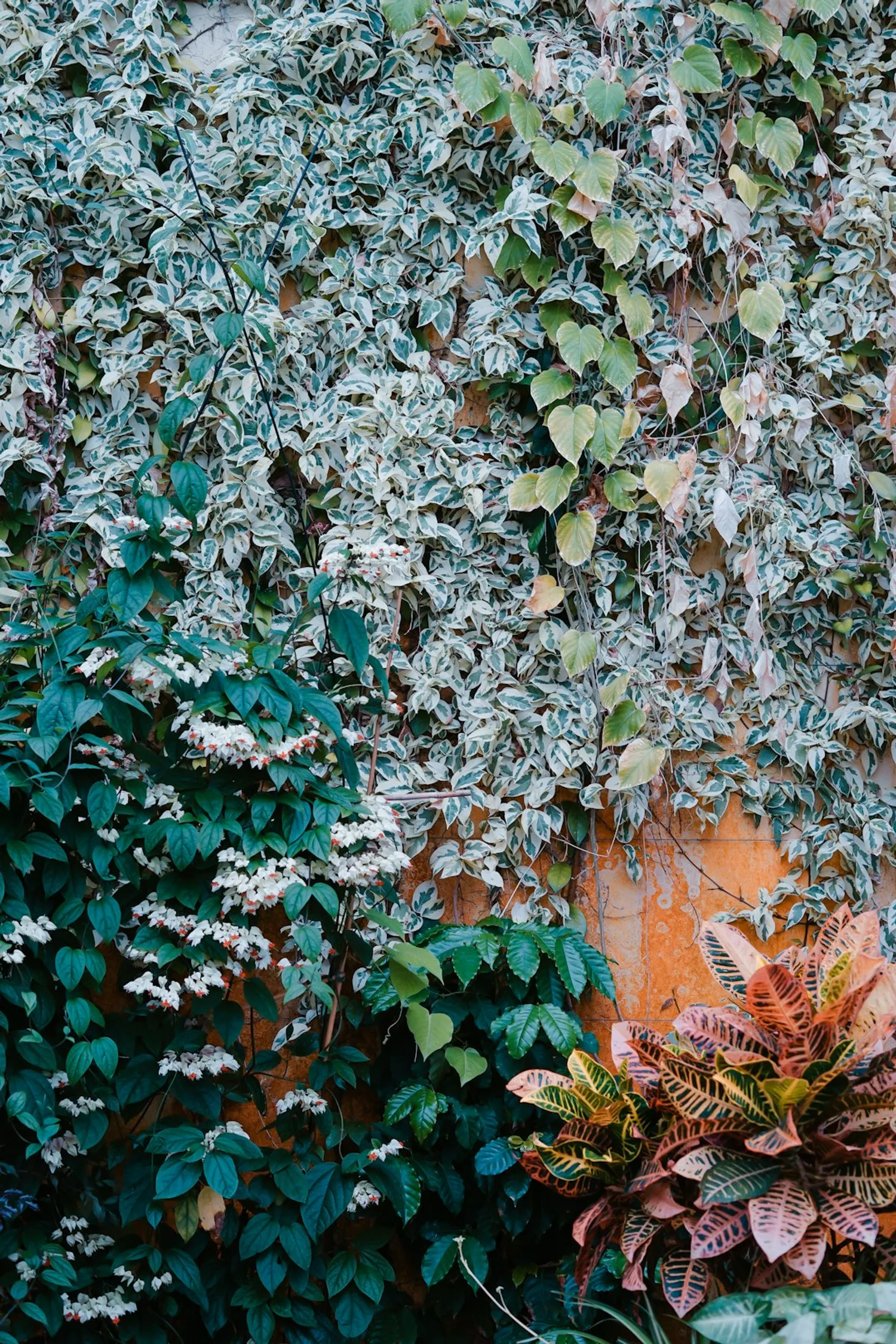 Transforming Your Space with Vine Plants: A Detailed Guide Photo